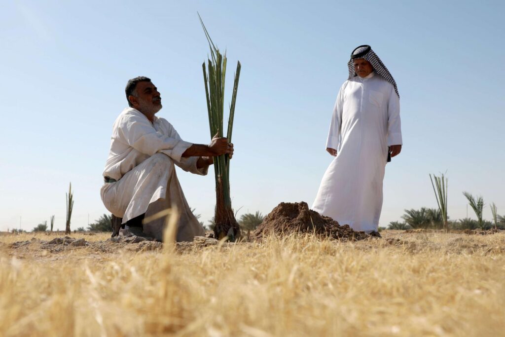 زراعة النخيل في العراق