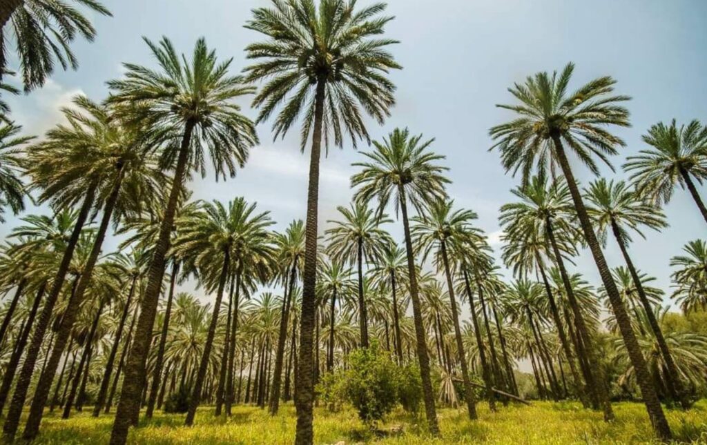زراعة النخيل في العراق